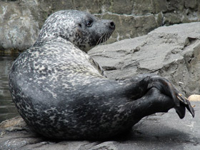 Смотреть фото Морские львы и отолиты Фото Морские львы и отолиты