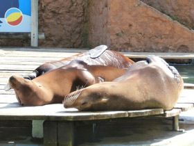 Смотреть фото Обыкновенный тюлень Фото Обыкновенный тюлень