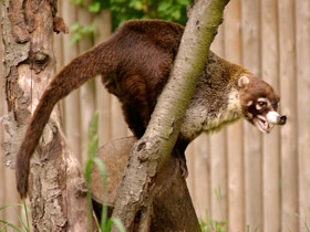 Смотреть фото Обыкновенная носуха: крупный мелкий хищник Фото Обыкновенная носуха: крупный мелкий хищник