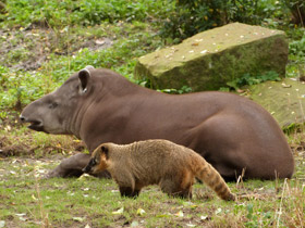 Смотреть фото Обыкновенная носуха: крупный мелкий хищник Фото Обыкновенная носуха: крупный мелкий хищник