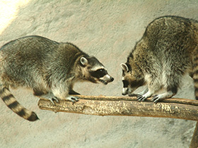 Смотреть фото Енот-полоскун Фото Енот-полоскун