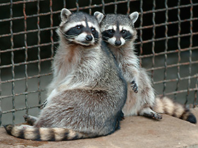 Смотреть фото Енот-полоскун Фото Енот-полоскун