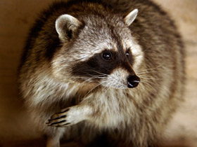 Смотреть фото Енот-полоскун: жизнерадостный чистюля Фото Енот-полоскун: жизнерадостный чистюля