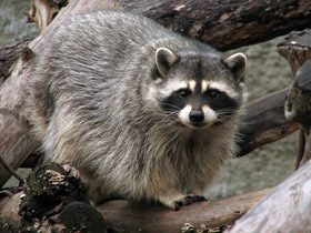 Смотреть фото Енот-полоскун: жизнерадостный чистюля Фото Енот-полоскун: жизнерадостный чистюля