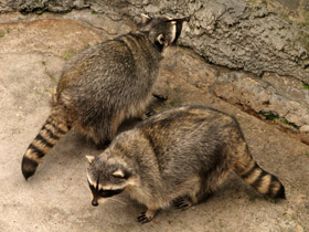 Смотреть фото Енот-полоскун: жизнерадостный чистюля Фото Енот-полоскун: жизнерадостный чистюля