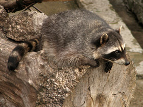 Смотреть фото Енот-полоскун: жизнерадостный чистюля Фото Енот-полоскун: жизнерадостный чистюля