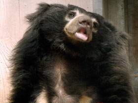 Смотреть фото Губач: ленивый Балу Фото Губач: ленивый Балу