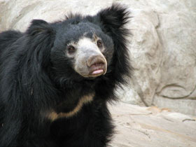 Смотреть фото Губач: ленивый Балу Фото Губач: ленивый Балу