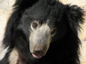 Смотреть фото Губач: ленивый Балу Фото Губач: ленивый Балу