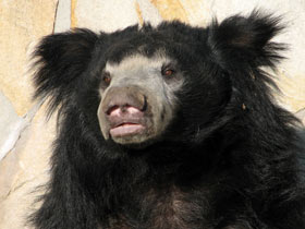 Смотреть фото Губач: ленивый Балу Фото Губач: ленивый Балу