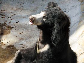 Смотреть фото Губач: ленивый Балу Фото Губач: ленивый Балу