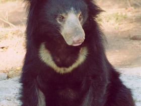 Смотреть фото Губач: ленивый Балу Фото Губач: ленивый Балу