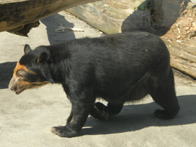 Фото Очковый медведь