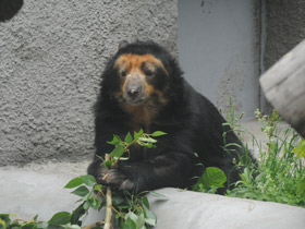 Фото Очковый медведь