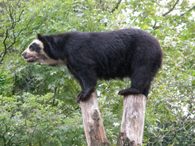 Фото Очковый медведь
