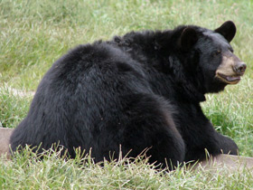 Фото Американский черный медведь