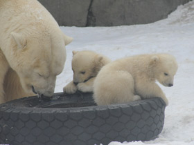 Смотреть фото Белый медведь Фото Белый медведь
