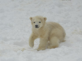 Белый медведь Белый медведь
