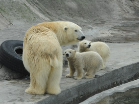 Смотреть фото Белый медведь Фото Белый медведь