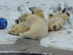 Смотреть фото Белый медведь Фото Белый медведь