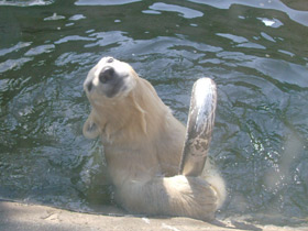 Смотреть фото Белый медведь Фото Белый медведь