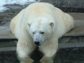 Белый медведь Белый медведь