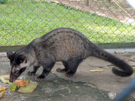 Фото Мусанг