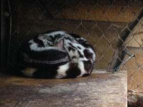 Смотреть фото Полосатый линсанг Фото Полосатый линсанг