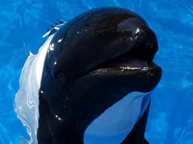 Смотреть фото Дельфин Коммерсона Фото Дельфин Коммерсона