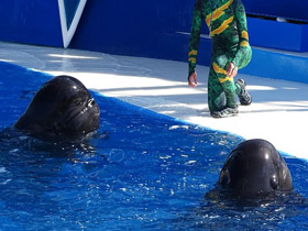 Смотреть фото Тропическая гринда Фото Тропическая гринда