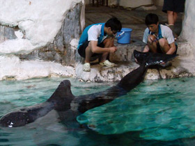 Смотреть фото 10 интересных фактов о дельфинах Фото 10 интересных фактов о дельфинах