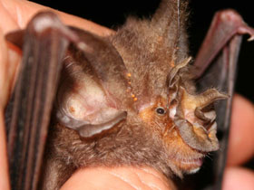 Смотреть фото Rhinolophus ziama Фото Rhinolophus ziama