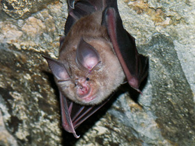 Смотреть фото Подковонос Мегели Фото Подковонос Мегели