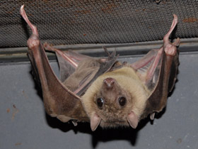 Смотреть фото Нильский крылан Фото Нильский крылан