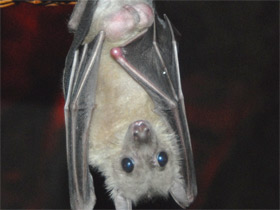 Смотреть фото Нильский крылан Фото Нильский крылан