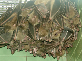 Смотреть фото Пещерный крылан Фото Пещерный крылан