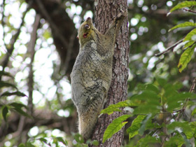 Смотреть фото Малайский шерстокрыл Фото Малайский шерстокрыл