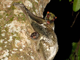 Смотреть фото Малайский шерстокрыл Фото Малайский шерстокрыл