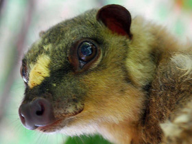 Смотреть фото Филиппинский шерстокрыл Фото Филиппинский шерстокрыл