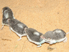 Смотреть фото Пегий путорак Фото Пегий путорак