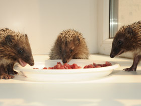 Смотреть фото Белогрудый ёж Фото Белогрудый ёж