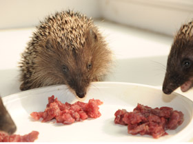 Смотреть фото Белогрудый ёж Фото Белогрудый ёж