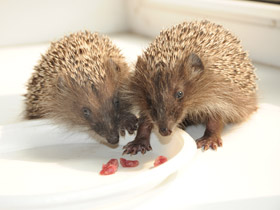 Смотреть фото Белогрудый ёж Фото Белогрудый ёж