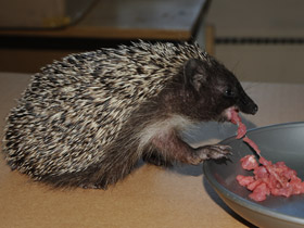 Смотреть фото Белогрудый ёж Фото Белогрудый ёж