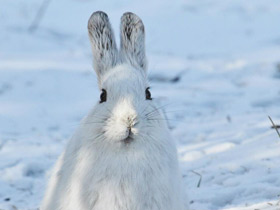 Смотреть фото Американский заяц Фото Американский заяц