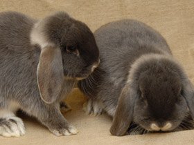 Смотреть фото Самые важные домашние животные Фото Самые важные домашние животные