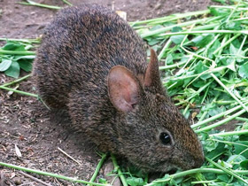 Смотреть фото Вулканический кролик Фото Вулканический кролик