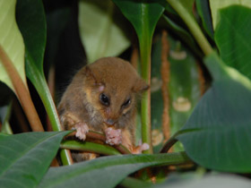 Смотреть фото Карликовый летучий кускус Фото Карликовый летучий кускус