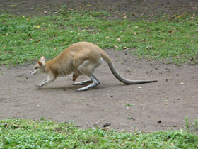 Смотреть фото Прыткий валлаби Фото Прыткий валлаби