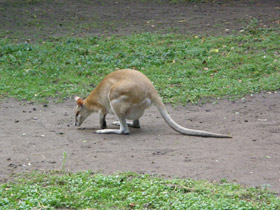 Смотреть фото Прыткий валлаби Фото Прыткий валлаби